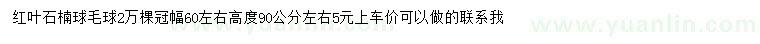 求購高90公分左右紅葉石楠球