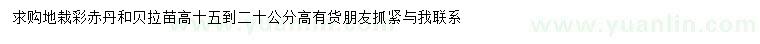求購高15-20公分彩赤丹、貝拉苗