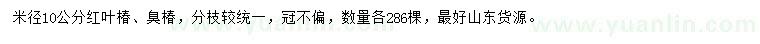 求購米徑10公分紅葉椿、臭椿