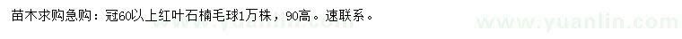 求購冠幅60公分以上紅葉石楠毛球