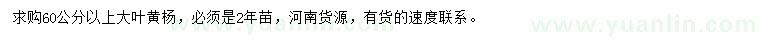 求購60公分以上大葉黃楊