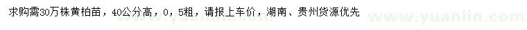 求購高40公分黃柏苗