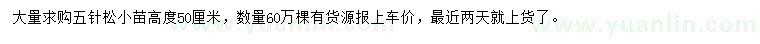求購高50公分五針松小苗