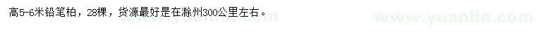 求購高5-6米鉛筆柏