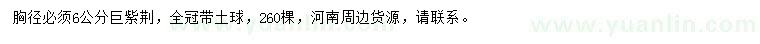求購(gòu)胸徑6公分巨紫荊
