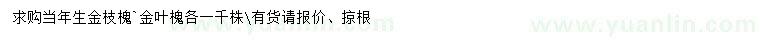 求購當年生金枝槐、金葉槐