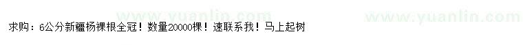 求購6公分新疆楊