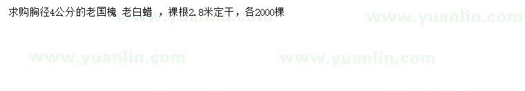 求購胸徑4公分老國槐、老白蠟