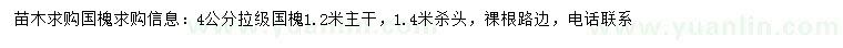 求購4公分國槐