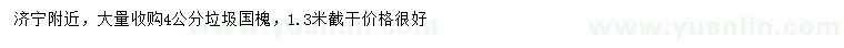 求購4公分國槐