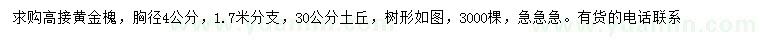 求購胸徑4公分高接黃金槐