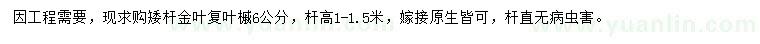 求購6公分金葉復葉槭
