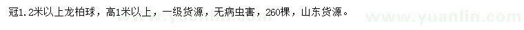 求購冠1.2米以上龍柏球