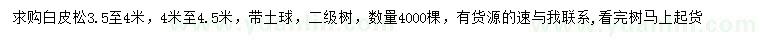 求購3.5-4、4-4.5米白皮松