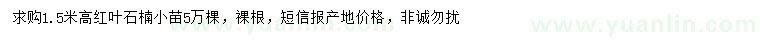 求購高1.5米紅葉石楠小苗