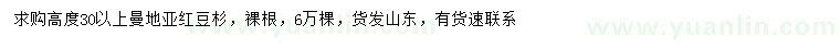 求購高30公分以上曼地亞紅豆杉