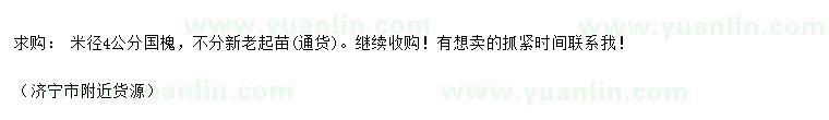 求購米徑4公分國槐