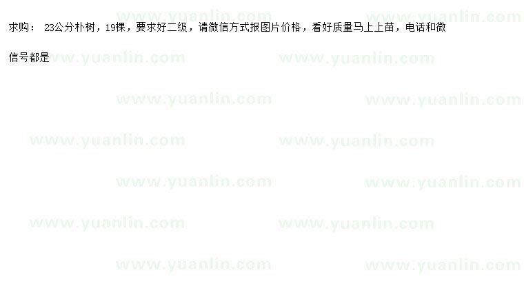 求購(gòu)23公分樸樹