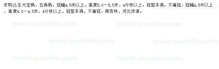 求購冠幅4.5米以上叢生元寶楓、五角楓