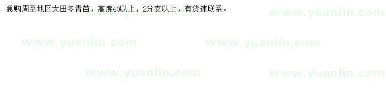 求購(gòu)高40公分大田冬青苗