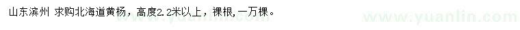 求購高2.2米以上北海道黃楊