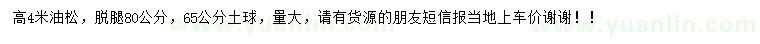 求購高4米油松
