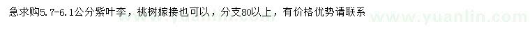 求購5.7-6.1公分紫葉李