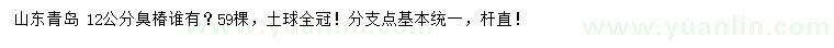 求購12公分臭椿