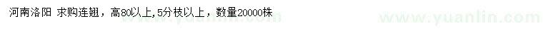 求購高80公分以上連翹
