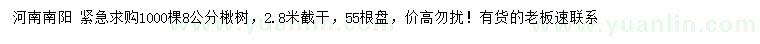 求購(gòu)8公分楸樹(shù)