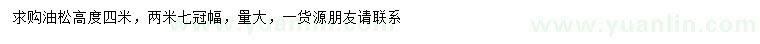 求購高4米油松