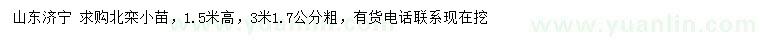 求購1.7公分北欒小苗