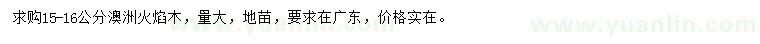 求購15-16公分澳洲火焰木