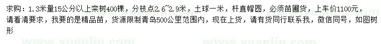 求購1.3米量15公分以上欒樹