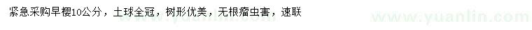 求購10公分早櫻