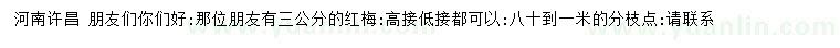 求購3公分紅梅