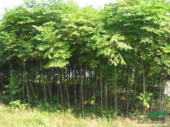 求購10-12 5米銀中楊