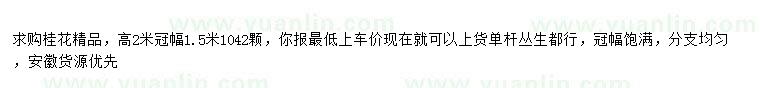求購高2米桂花