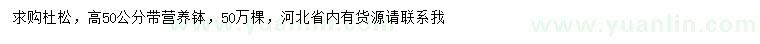 求購高50公分杜松小苗