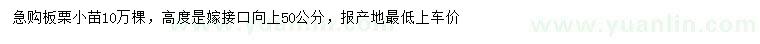 求購板栗小苗