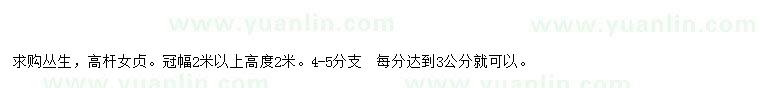 求購2米以上叢生高桿女貞