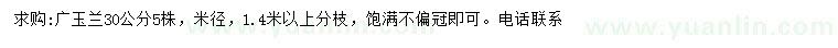 求購米徑30公分廣玉蘭