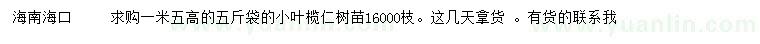 求購(gòu)高1.5米小葉欖仁樹(shù)苗