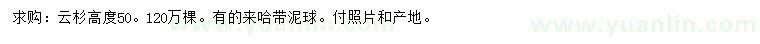 求購高50公分云杉