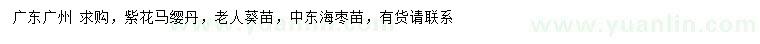 求購紫花馬纓丹、老人葵苗、中東海棗苗