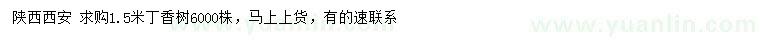 求購(gòu)1.5米丁香樹(shù)