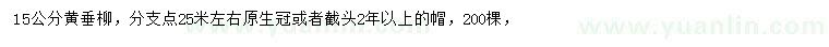 求購15公分黃垂柳