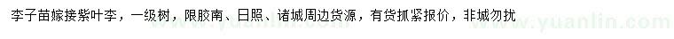 求購李子苗嫁接紫葉李