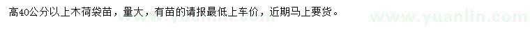 求購(gòu)高40公分以上木荷