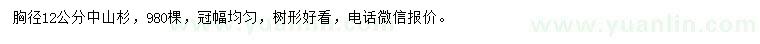 求購胸徑12公分中山杉